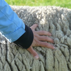 sheepskin-57713